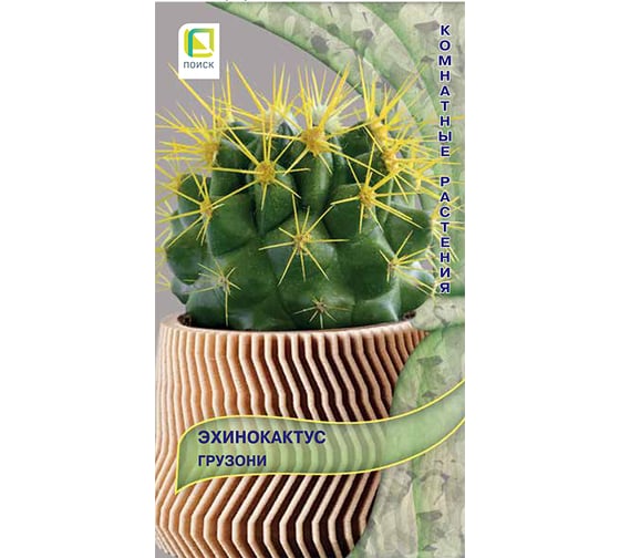 Эхинокактус Грузони 10шт ЧБ 838787 1