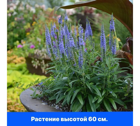 Вероника колосистая Агрохолдинг ПОИСК Голубая 0,1гр 180133