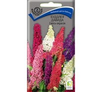 Буддлея Давида Агрохолдинг ПОИСК Смесь окрасок 10шт 170564