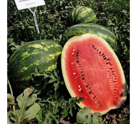 Арбуз Агрохолдинг ПОИСК Кримсон Вондер 12шт ЧБ 130985