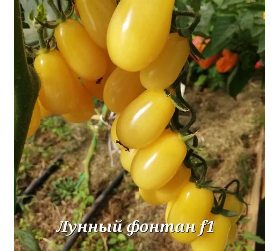 Томат Агрохолдинг ПОИСК Лунный фонтан F1 (А) 10шт 802090