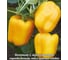Перец сладкий Агрохолдинг ПОИСК Золотое чудо 0.25 гр ЧБ 410552 2