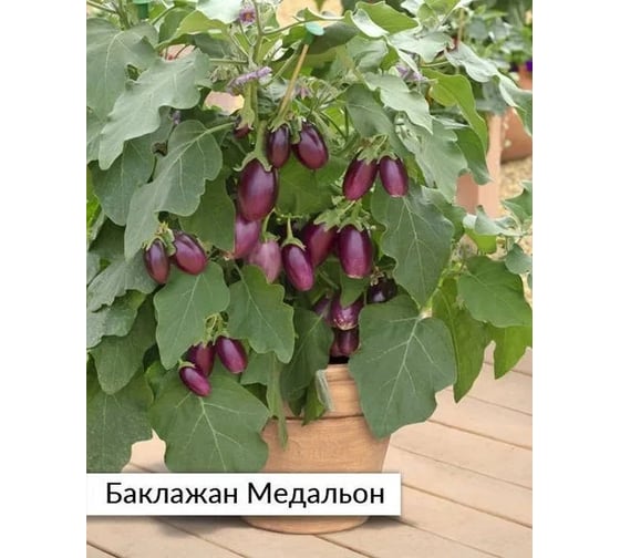 Баклажан Агрохолдинг ПОИСК Медальон (А) 5шт 701055