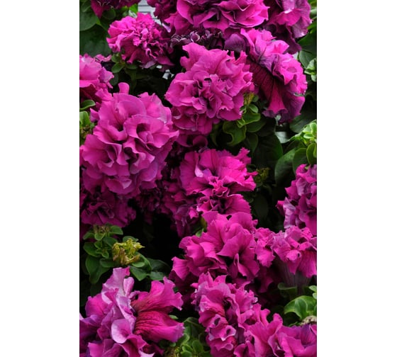 Петуния ELITE PLANT-BREEDING & SEED PRODUCTION Co. крупноцвет махр. Дабл Каскад Бургунди F1 500 шт ЭС 1999943833