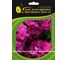 Петуния ELITE PLANT-BREEDING & SEED PRODUCTION Co. крупноцвет махр. Дабл Каскад Бургунди F1 50 шт ЭС мини 1026993801 1
