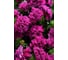 Петуния ELITE PLANT-BREEDING & SEED PRODUCTION Co. крупноцвет махр. Дабл Каскад Бургунди F1 50 шт ЭС мини 1026993801 2