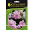 Петуния ELITE PLANT-BREEDING & SEED PRODUCTION Co. крупноцвет махр. Дабл Каскад Орхид Мист F1 50 шт ЭС мини 1070016656 1