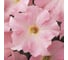 Петуния ELITE PLANT-BREEDING & SEED PRODUCTION Co. крупноцвет Дримз Аплблоссем F1 500 шт ЭС 1026994492 2