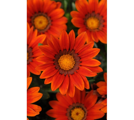Гацания ELITE PLANT-BREEDING & SEED PRODUCTION Co. Нью Дей Бронз Шейдз F1 30 шт ЭС мини 1026993756