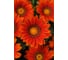 Гацания ELITE PLANT-BREEDING & SEED PRODUCTION Co. Нью Дей Бронз Шейдз F1 30 шт ЭС мини 1026993756 2