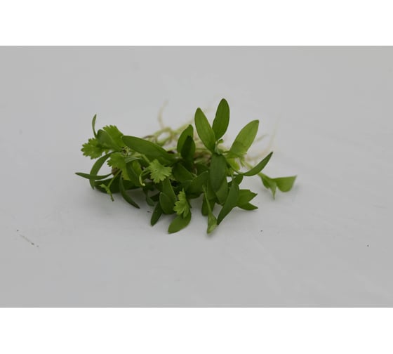Микрозелень-семена для проращивания Кориандр Дебют ELITE PLANT-BREEDING & SEED PRODUCTION Co. 20 г ЭС мини 1070009682