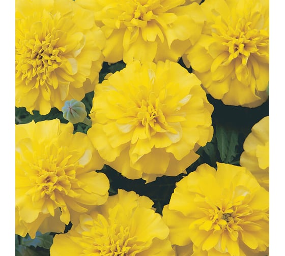 Бархатцы ELITE PLANT-BREEDING & SEED PRODUCTION Co. откл Бонанза Йеллоу 500 шт ЭС 1910610