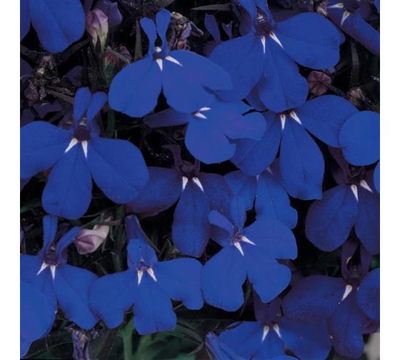 Лобелия Ривьера Миднайт Блу ELITE PLANT-BREEDING & SEED PRODUCTION Co. 50 шт ЭС мини 1999946283
