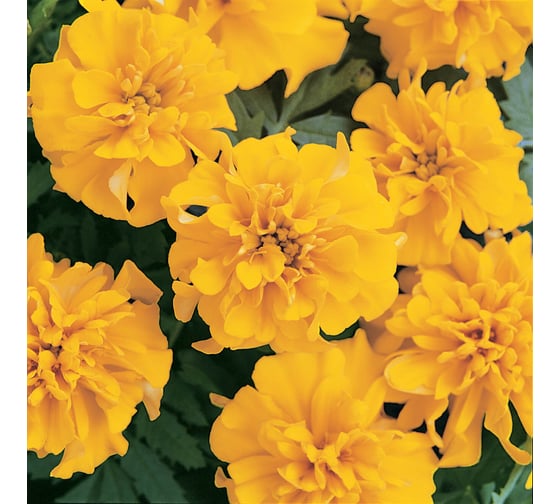 Бархатцы ELITE PLANT-BREEDING & SEED PRODUCTION Co. откл Бонанза Голд 500 шт ЭС 1910606