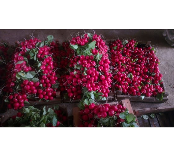 Вираж F1 семена редиса ELITE PLANT-BREEDING & SEED PRODUCTION Co. 20 г ЭС мини 1999944674