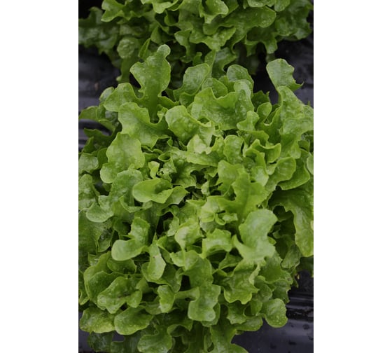 Кредо семена салата дуболистного ELITE PLANT-BREEDING & SEED PRODUCTION Co. 20 г ЭС мини 1071860367