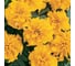 Бархатцы ELITE PLANT-BREEDING & SEED PRODUCTION Co. откл Бонанза Голд 100 шт ЭС мини 1999943430 3