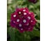 Веребена ELITE PLANT-BREEDING & SEED PRODUCTION Co. Кварц XP Бургунди Виз Ай 250 шт ЭС 1910694 2