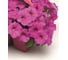 Петуния крупноцветковая ELITE PLANT-BREEDING & SEED PRODUCTION Co. Дримз Неон Роуз F1 500 шт ЭС 106999897 4