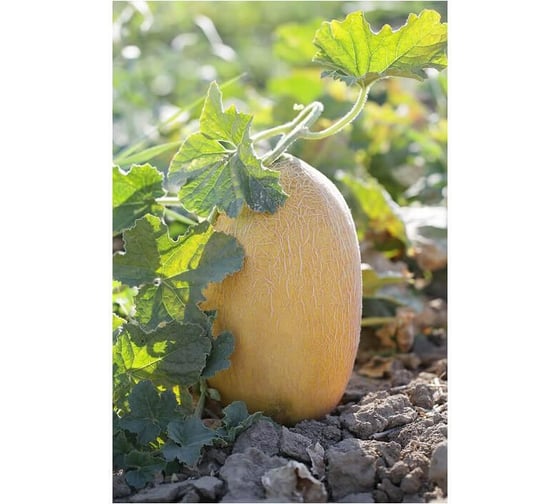 Дыня ELITE PLANT-BREEDING & SEED PRODUCTION Co. Эльдорадо F1 20 шт ЭС мини 10008219
