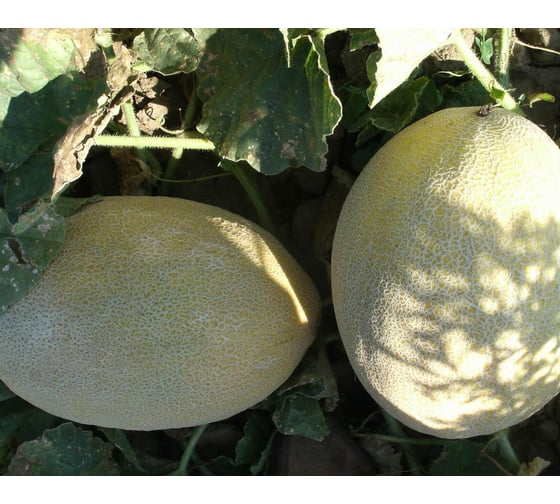 Дыня ELITE PLANT-BREEDING & SEED PRODUCTION Co. Эльдорадо F1 20 шт ЭС мини 10008219