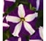 Петуния многоцветковая ELITE PLANT-BREEDING & SEED PRODUCTION Co. Мираж Блу Стар F1 100 шт ЭС мини 1026993782 2