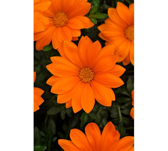 Гацания ELITE PLANT-BREEDING & SEED PRODUCTION Co. Нью Дей Клиар Оранж F1 250 шт ЭС мини 1026993673