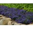Лобелия ELITE PLANT-BREEDING & SEED PRODUCTION Co. Ривьера Блу Айз 50 шт ЭС мини 1026993769 2