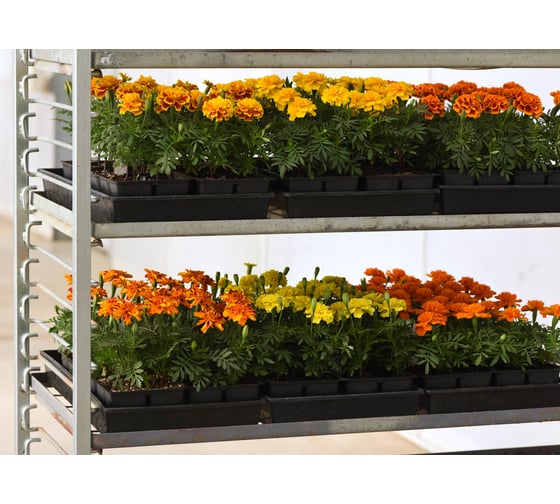 Бархатцы отклоненные ELITE PLANT-BREEDING & SEED PRODUCTION Co. Бонанза Дип Оранж 500 шт ЭС 1910609