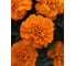 Бархатцы отклоненные ELITE PLANT-BREEDING & SEED PRODUCTION Co. Бонанза Дип Оранж 500 шт ЭС 1910609 3