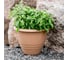 Горшок GARDENPLAST Виола пластмассовый, d=290, h=220, 7,5л, карамель 4814132002049 83007 2