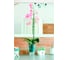 Кашпо для орхидей GARDENPLAST КРОКУС, высота 170мм, прозрачный 4814132001547 PS62007 2