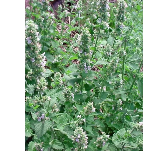 Котовник кошачий Агрохолдинг ПОИСК Базилио (А) 0,25гр 300685
