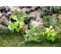 Балконный ящик GARDENPLAST №2 l=480 мм, h=170 мм, оливковый 4814132003084 00018 5