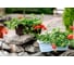 Балконный ящик GARDENPLAST №2 l=480 мм, h=170 мм, шоколад 4814132001820 81001 5