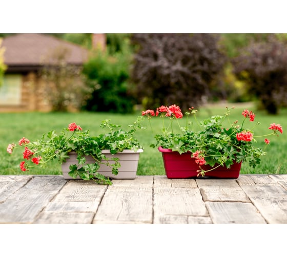 Балконный ящик GARDENPLAST №2 l=480 мм, h=170 мм, капучино 4814132001868 81005