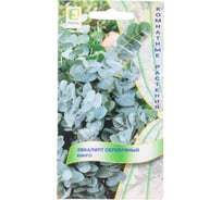 Эвкалипт серебряный Агрохолдинг ПОИСК Бинго 5шт 797378