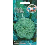 Капуста СеДек Цезарь F1 (БРОК) (раннеспелый, округлый, 0,6-1 кг) Евро 0,3 16210