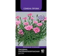 Гвоздика гратианополитанская Агрохолдинг ПОИСК Долли 7шт 840093
