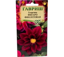 Георгина ГАВРИШ Фигаро фиолетовая 7 шт Н23 1071860791