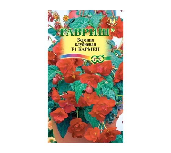 Бегония ГАВРИШ Кармен F1 клубневая, амп. гранул. 5 шт. пробирка 4602063 1