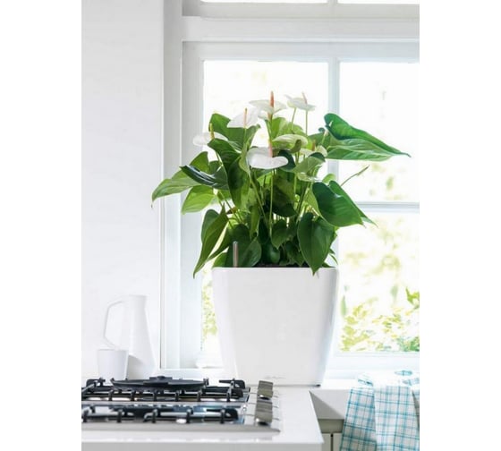 Кашпо Lechuza Quadro LS Complete Белый блестящий 35x35xH32.5 см 16160