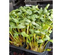 Семена Ваше Хозяйство Микрозелень Мангольд Красный 10 г 4680015287670