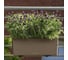Кашпо Lechuza Balconera Color Complete Мускатный 50 см 15674 8