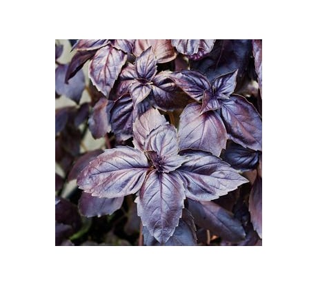 Базилик душистый Дом Семян Философ 24038