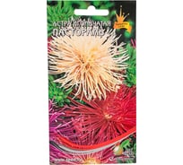 Астра игольчатая Дом Семян Пастораль 42170