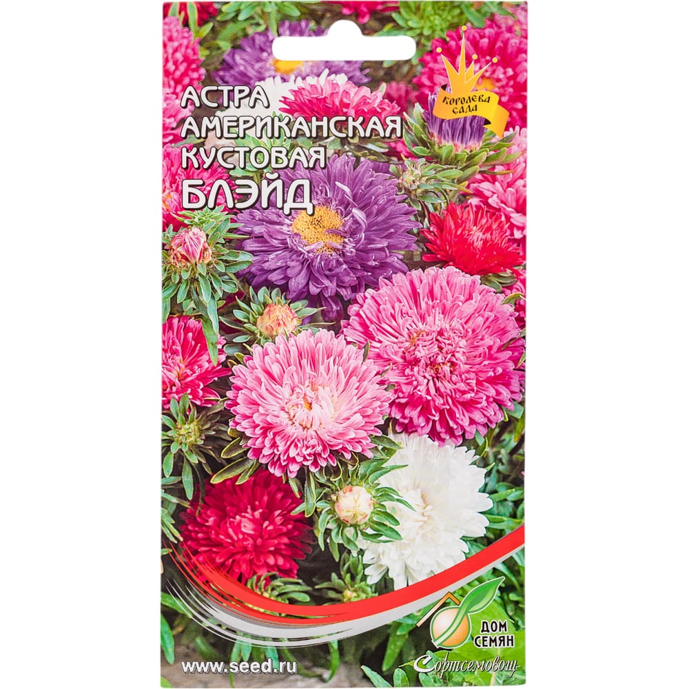 Астра американская кустовая Дом Семян Блейд 42155 - выгодная цена ...