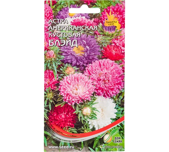 Астра американская кустовая Дом Семян Блейд 42155 1