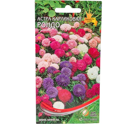 Астра карликовая Дом Семян Рондо смесь 42104