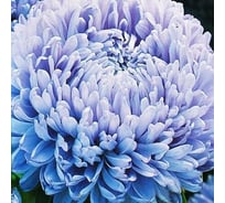 Астра Дом Семян Леди Коралл голубая 42192